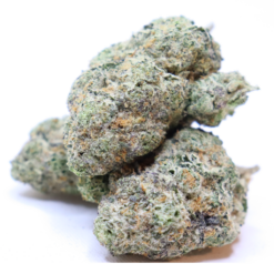 GREASE MONKEY