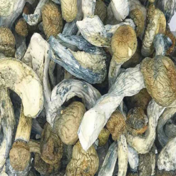 PENIS ENVY MUSHROOM