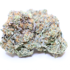 King Kush