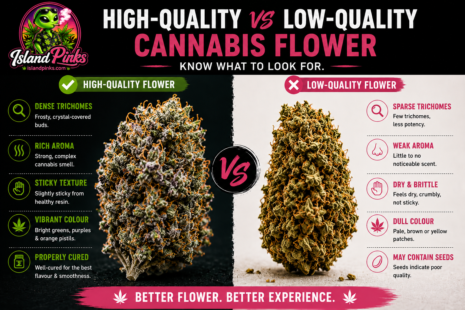 Infographic comparing high-quality cannabis flower and low-quality cannabis flower, showing differences in trichomes, aroma, texture, proper curing, colour and overall cannabis quality.