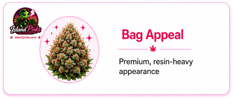 Premium Pink Kush cannabis buds with exceptional bag appeal and heavy resin coverage – IslandPinks