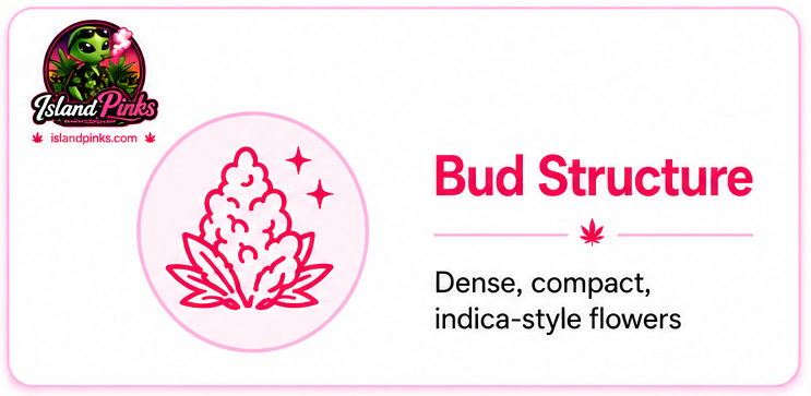 Pink Kush bud structure infographic showing dense, compact indica-style flowers with tight buds and a resin-rich appearance.