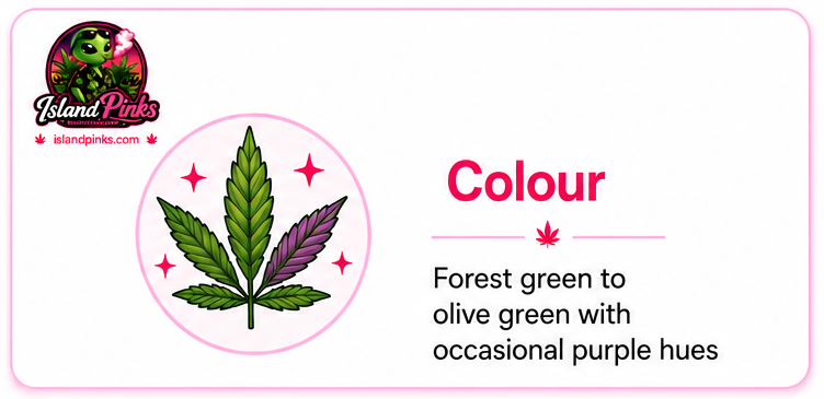 Pink Kush colour featuring deep green to olive green cannabis buds with premium appearance – IslandPinks 