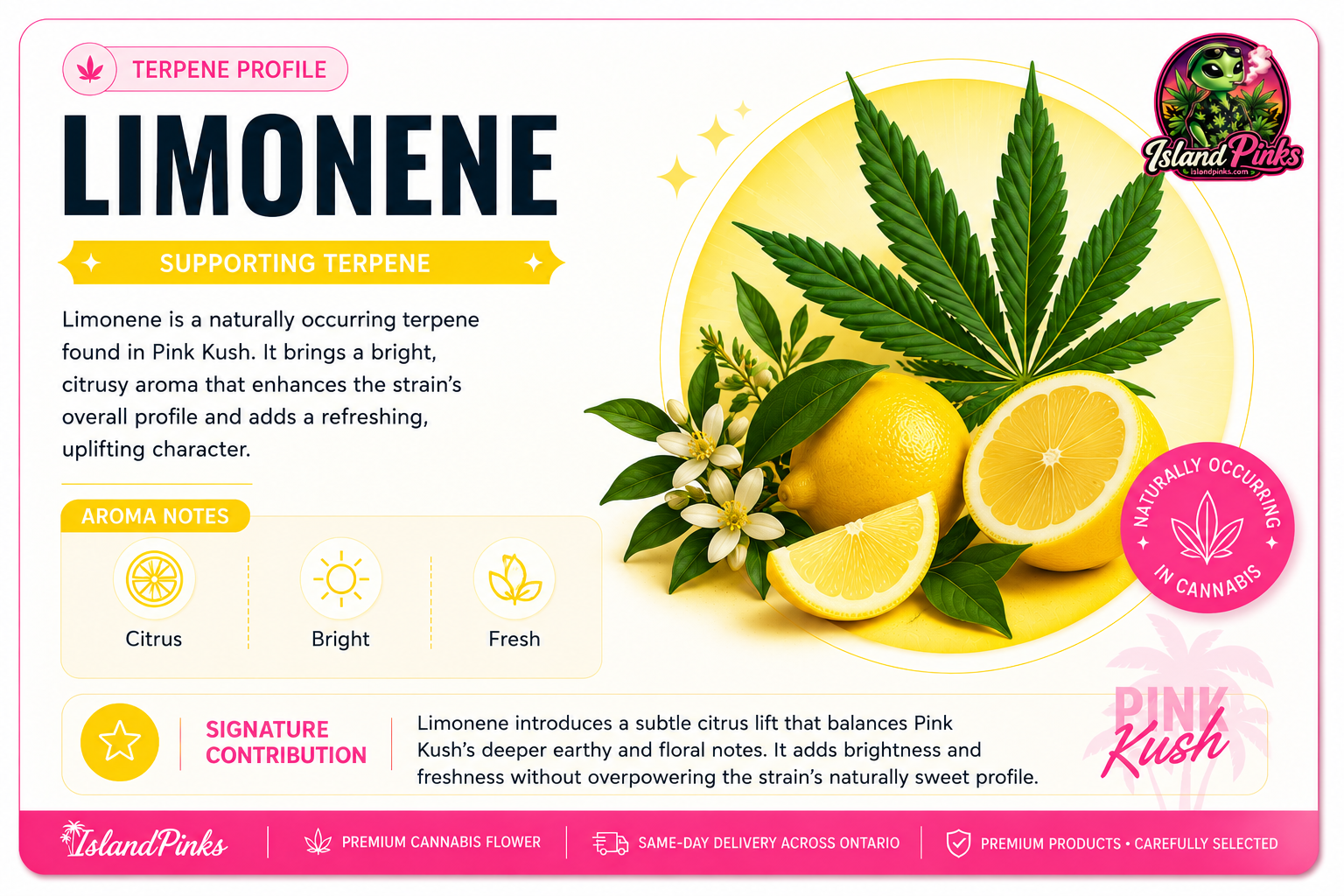 Limonene terpene profile infographic highlighting the bright citrus aroma and fresh notes found in Pink Kush cannabis strain by IslandPinks.