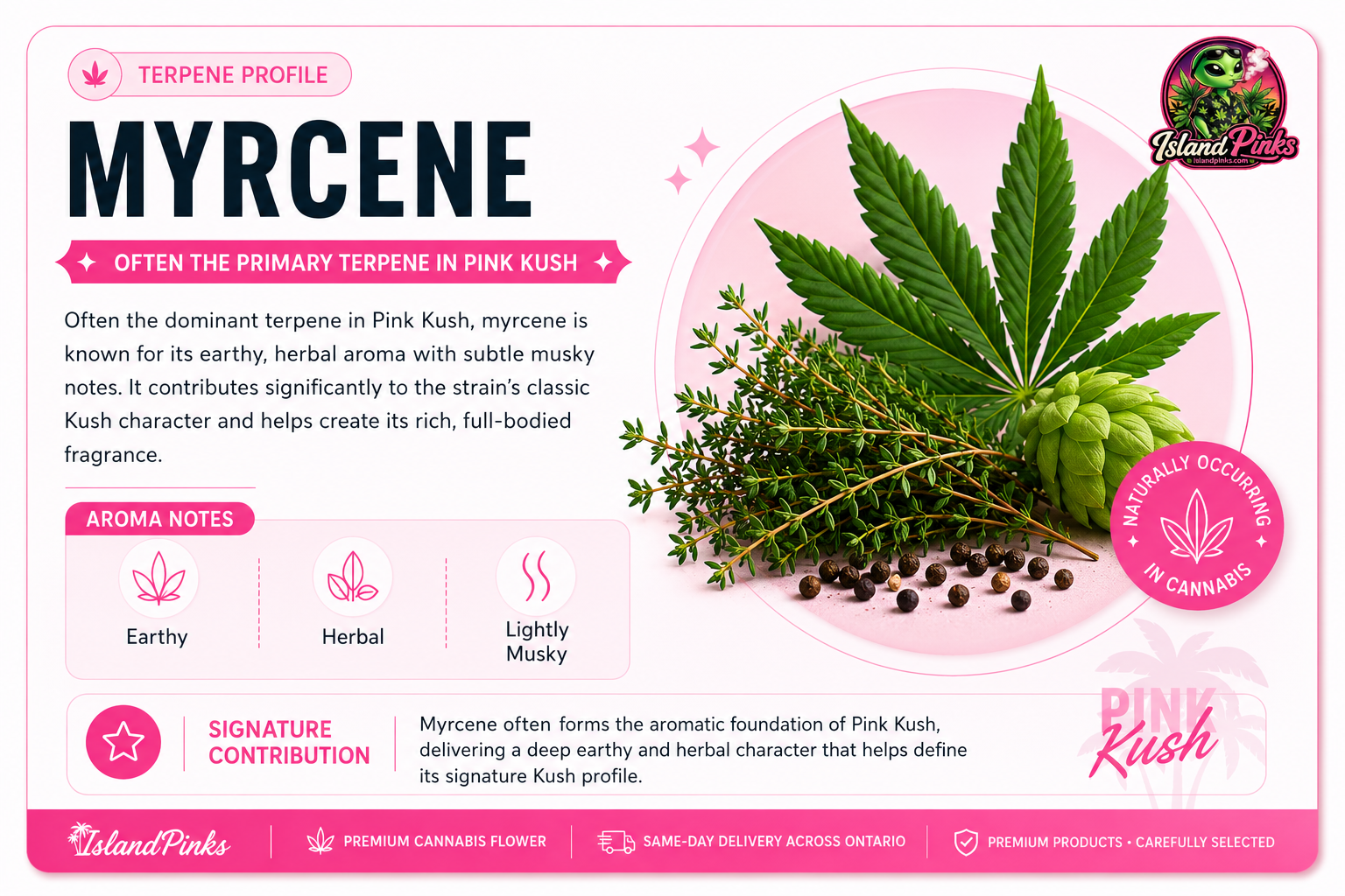 Myrcene terpene profile infographic explaining the earthy, herbal, lightly musky aroma of Pink Kush cannabis strain by IslandPinks.