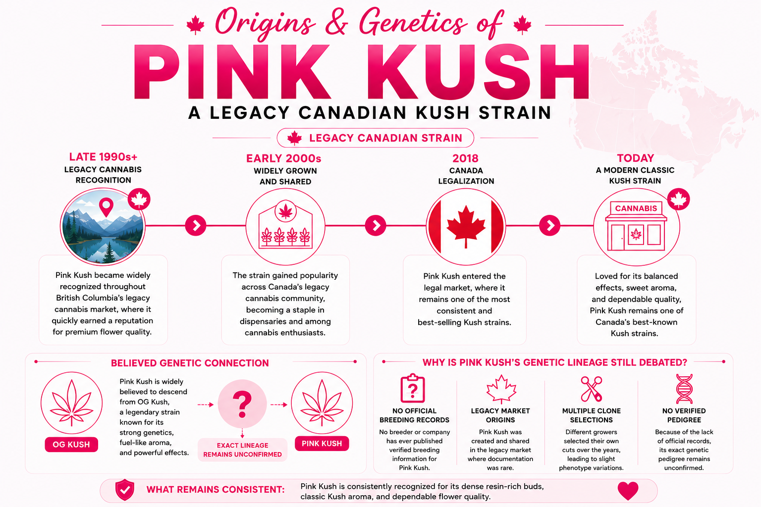 Pink Kush cannabis strain infographic illustrating its origins, Canadian legacy cannabis history, believed OG Kush genetic connection, legalization timeline, and unconfirmed lineage.