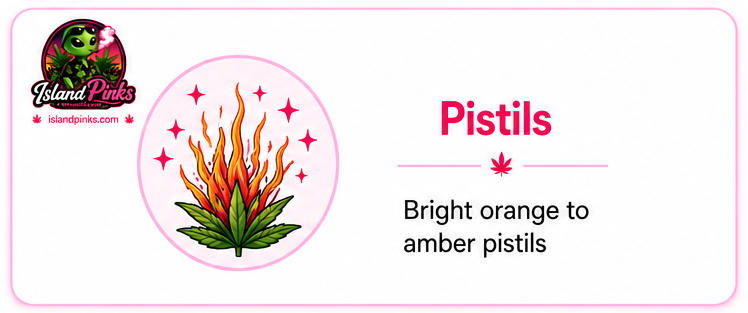 Pink Kush pistils displaying vibrant bright pink to orange hairs on mature cannabis flowers – IslandPinks.