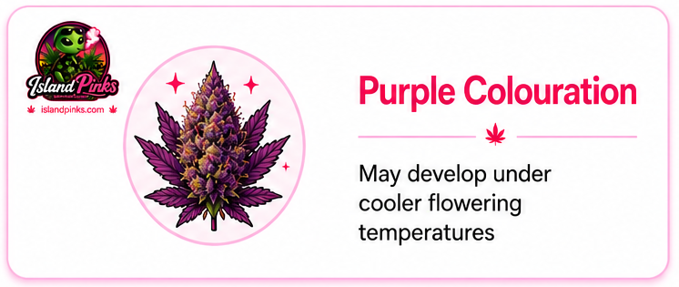 Pink Kush Purple Colouration | Cool Flowering Temperatures | IslandPinks