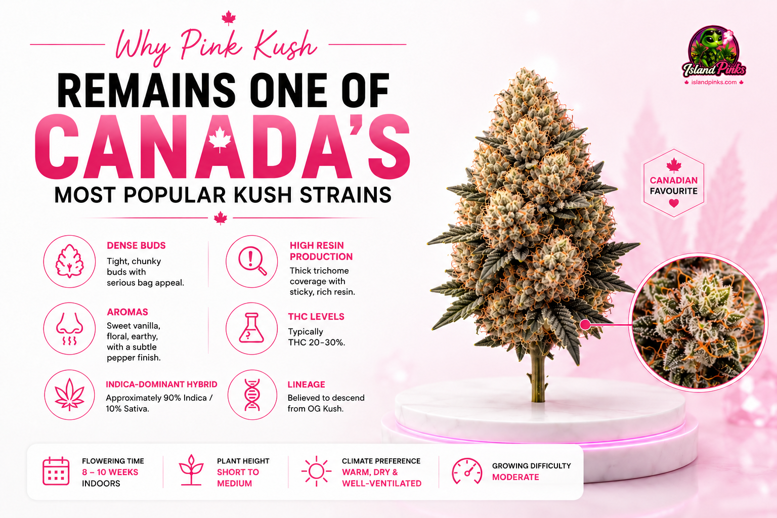 Pink Kush cannabis strain with dense frosty buds, orange pistils, high resin production, sweet vanilla aroma, and indica-dominant characteristics featured in the IslandPinks strain guide.