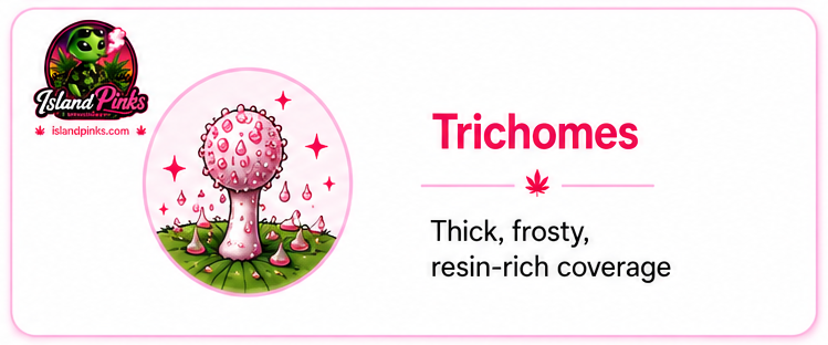 Pink Kush trichomes showing thick frosty resin-rich coverage on premium cannabis buds – IslandPinks