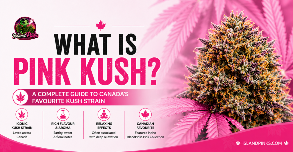 Pink Kush cannabis strain featured image showing a frosty Pink Kush flower with key characteristics including flavour, relaxing effects, and its popularity across Canada.