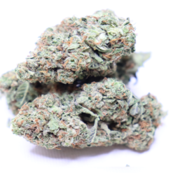Master Kush cannabis flower with dense green buds and frosty trichomes