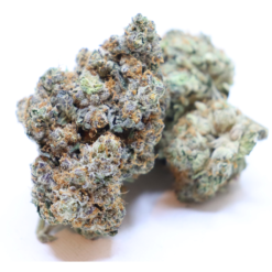 PURPLE HAZE