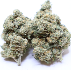 Vanilla Kush
